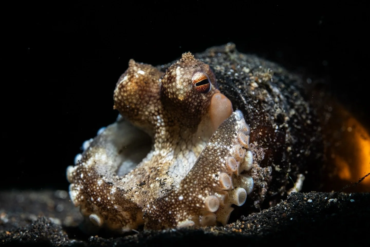 A master of intelligence and disguise&hellip; this little fellow peers out from a glass bottle on the sea floor.

&mdash;&mdash;&mdash;&mdash;&mdash;&mdash;&mdash;&mdash;&mdash;&mdash;&mdash;&mdash;&mdash;&mdash;&mdash;&mdash;&mdash;&mdash;&mdash;&md
