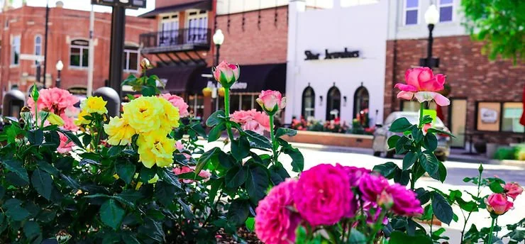 Colorful pink, yellow, and purple roses in a city street flower bed with storefronts in the background.