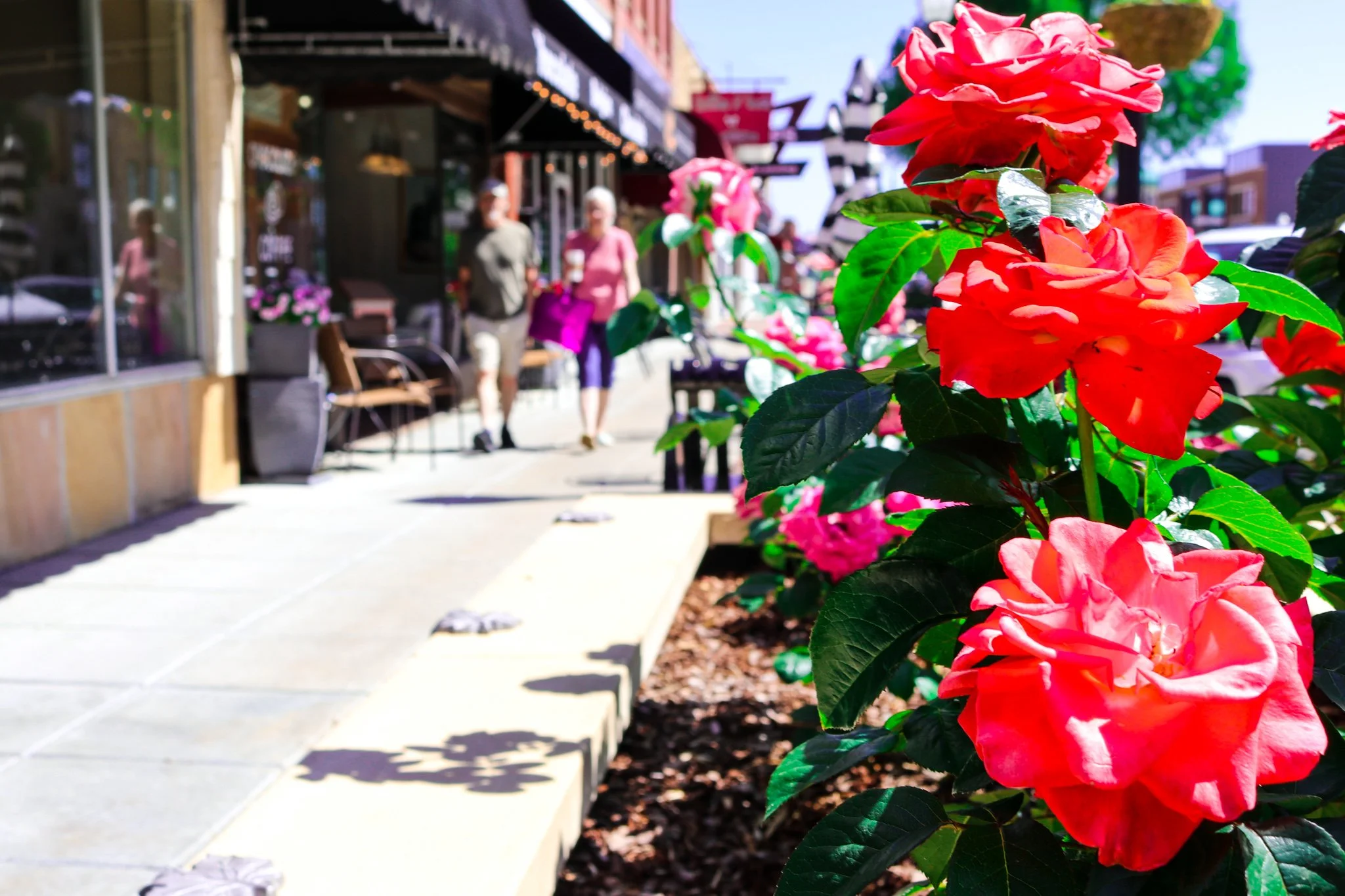 Close-up of pink and red flowers along a city sidewalk with people walking in the background.