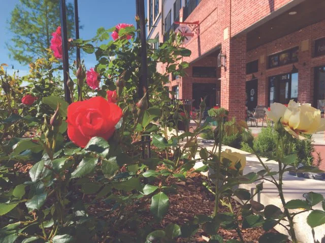 Colorful roses blooming in a garden bed with a brick building and outdoor seating area in the background.