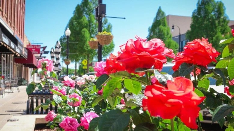 Colorful flowers, mainly red and pink roses, lining a sidewalk in a small town or city, with storefronts, hanging flower baskets, and trees in the background under a bright blue sky.
