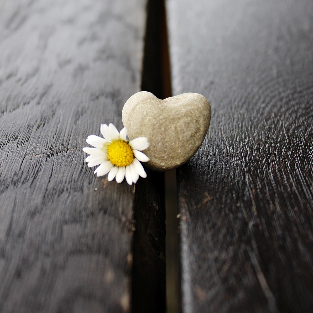 Full Hearted Attention: Bringing Our Whole Heart to Meditation, Relationships, and Daily Life