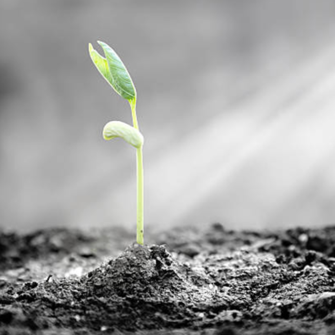 Creating the Causes and Conditions for Peace: How to cultivate happiness and stop feeding what gets in the way