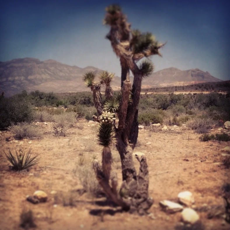 Somatic Desert Residency | Las Vegas, NV