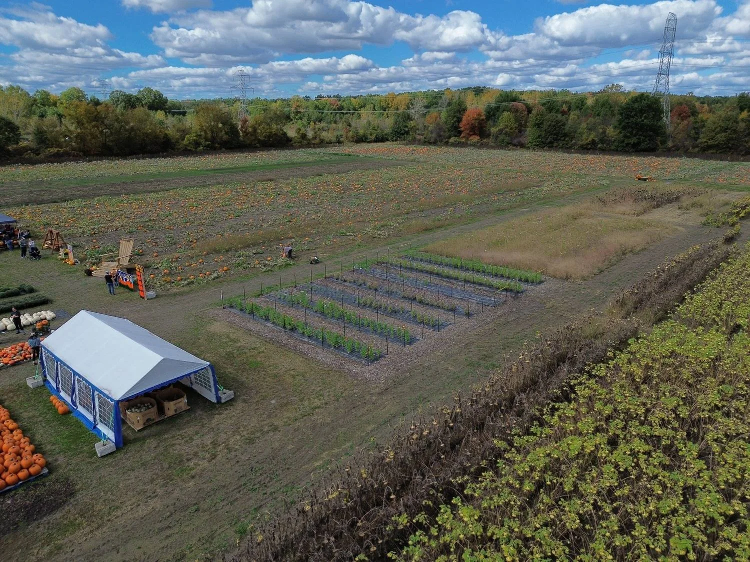 tipper-farms-pumpkin-field-and-flower-garden.jpg