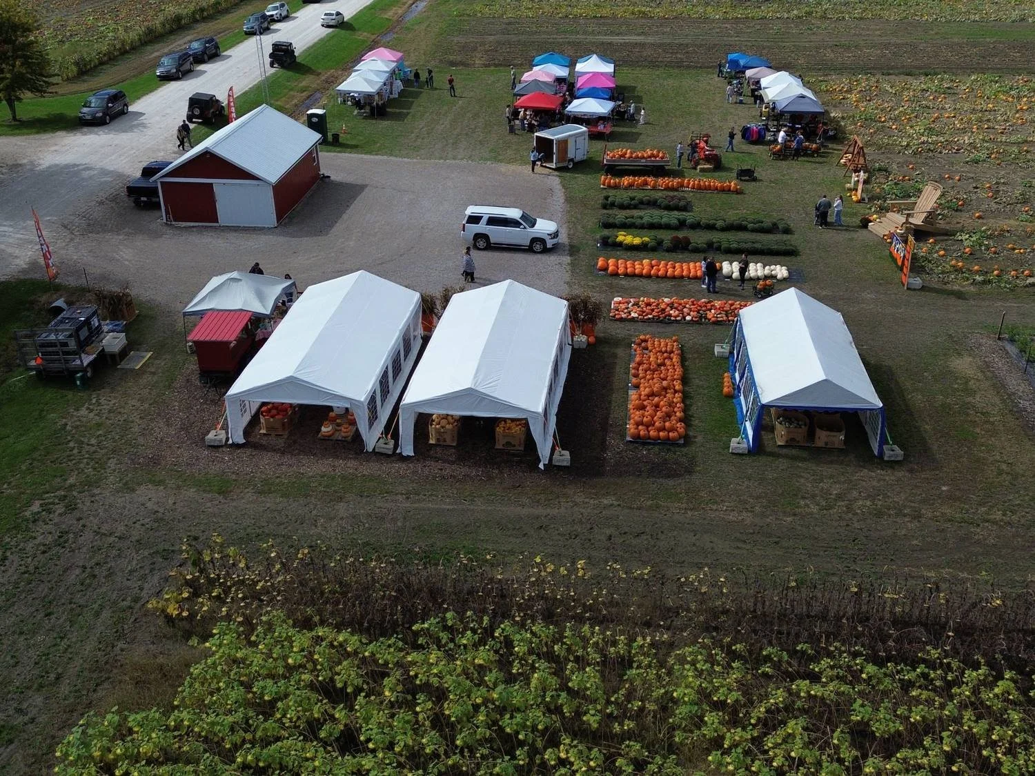 tipper-farms-pumpkin-tents-and-sunflower-field.jpg