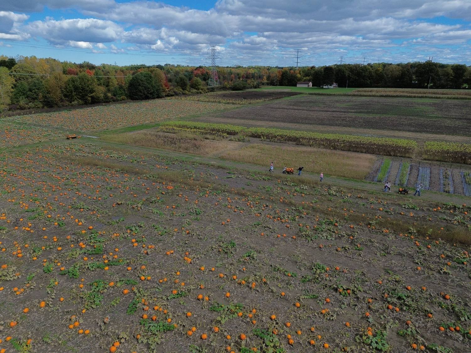 families-picking-pumpkins-at-tipper-farms-pumpkin-patch.jpg