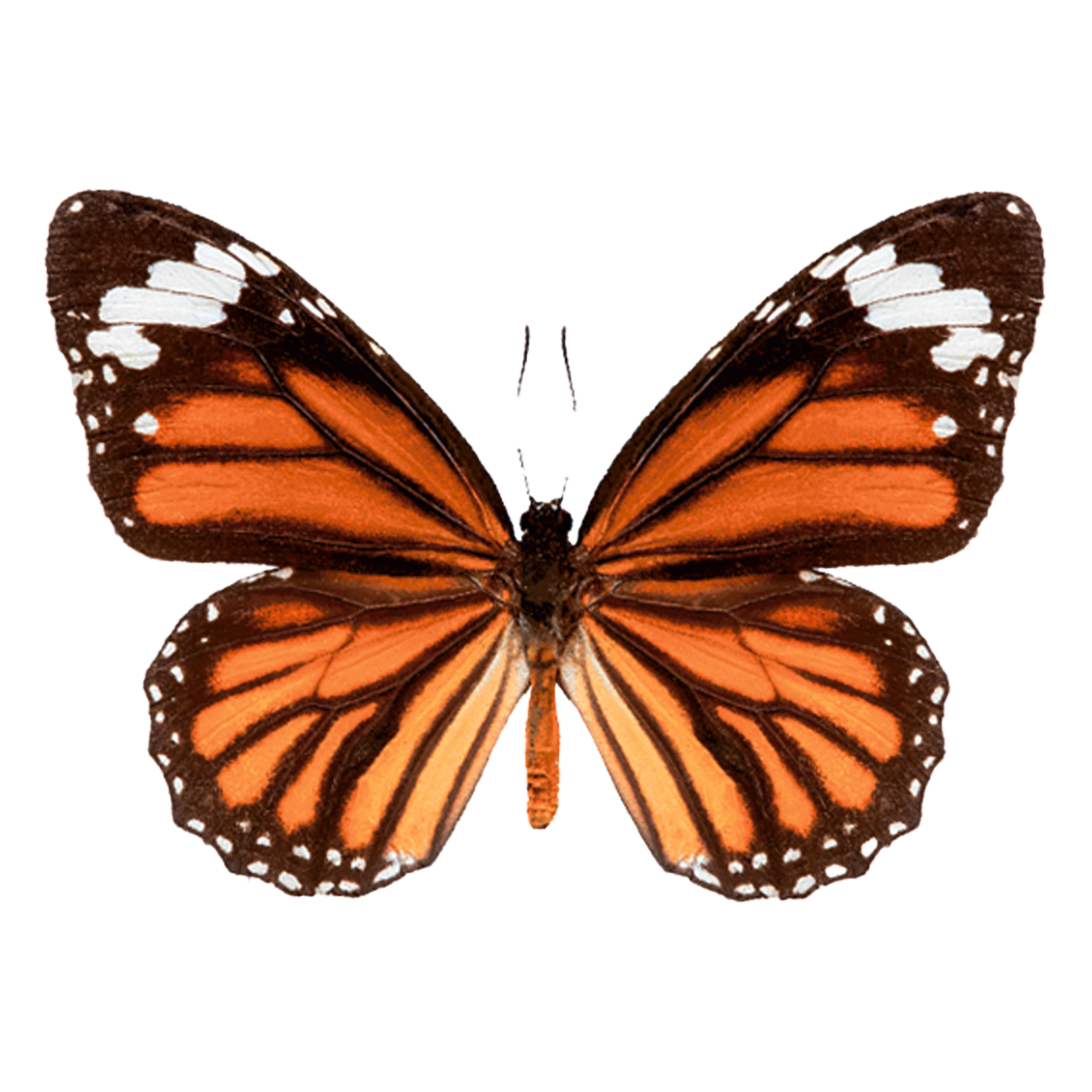 monarch-butterfly-TH.png