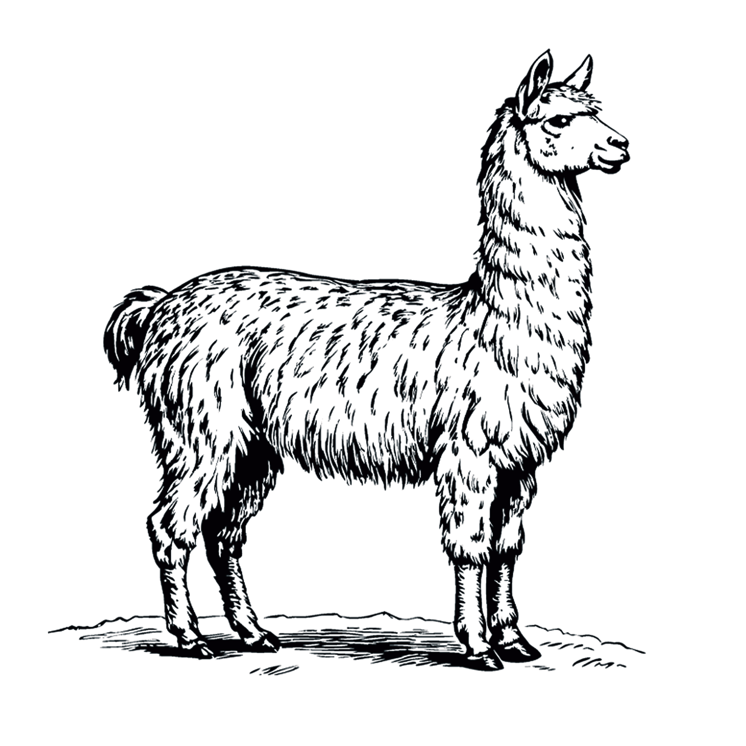 llama-TH.png