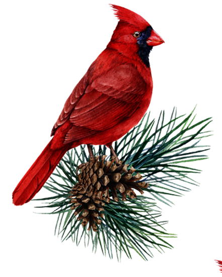 Cardinal on Pinecones