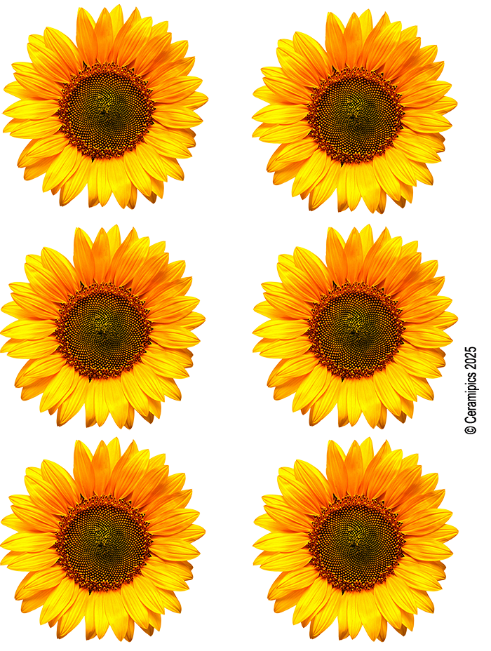 Sunflowers.png