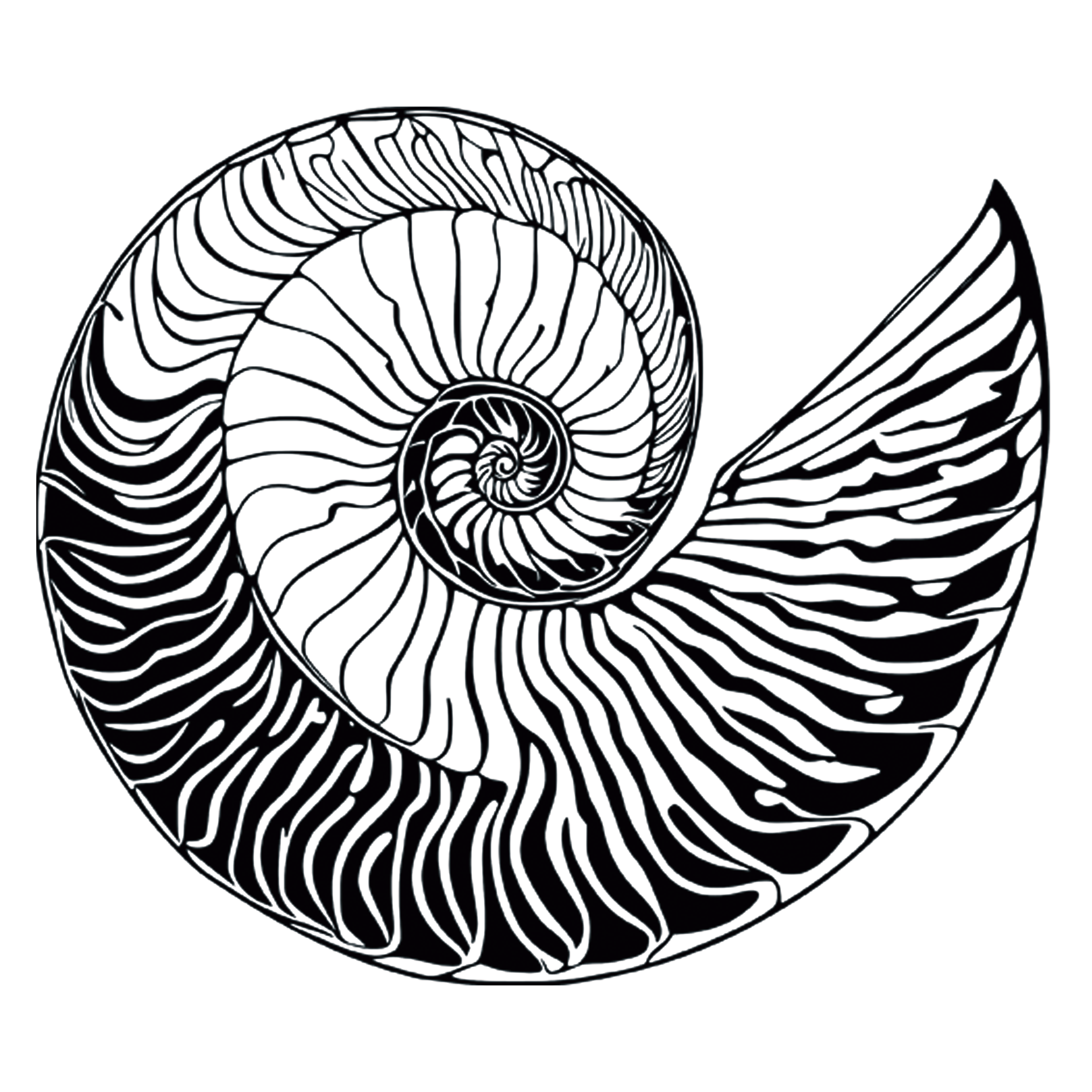 nautilus-shell-TH.png