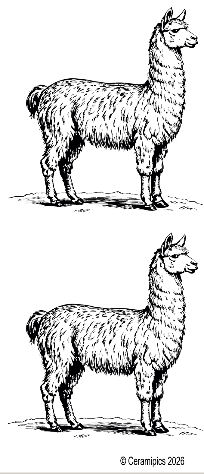 Llama.png
