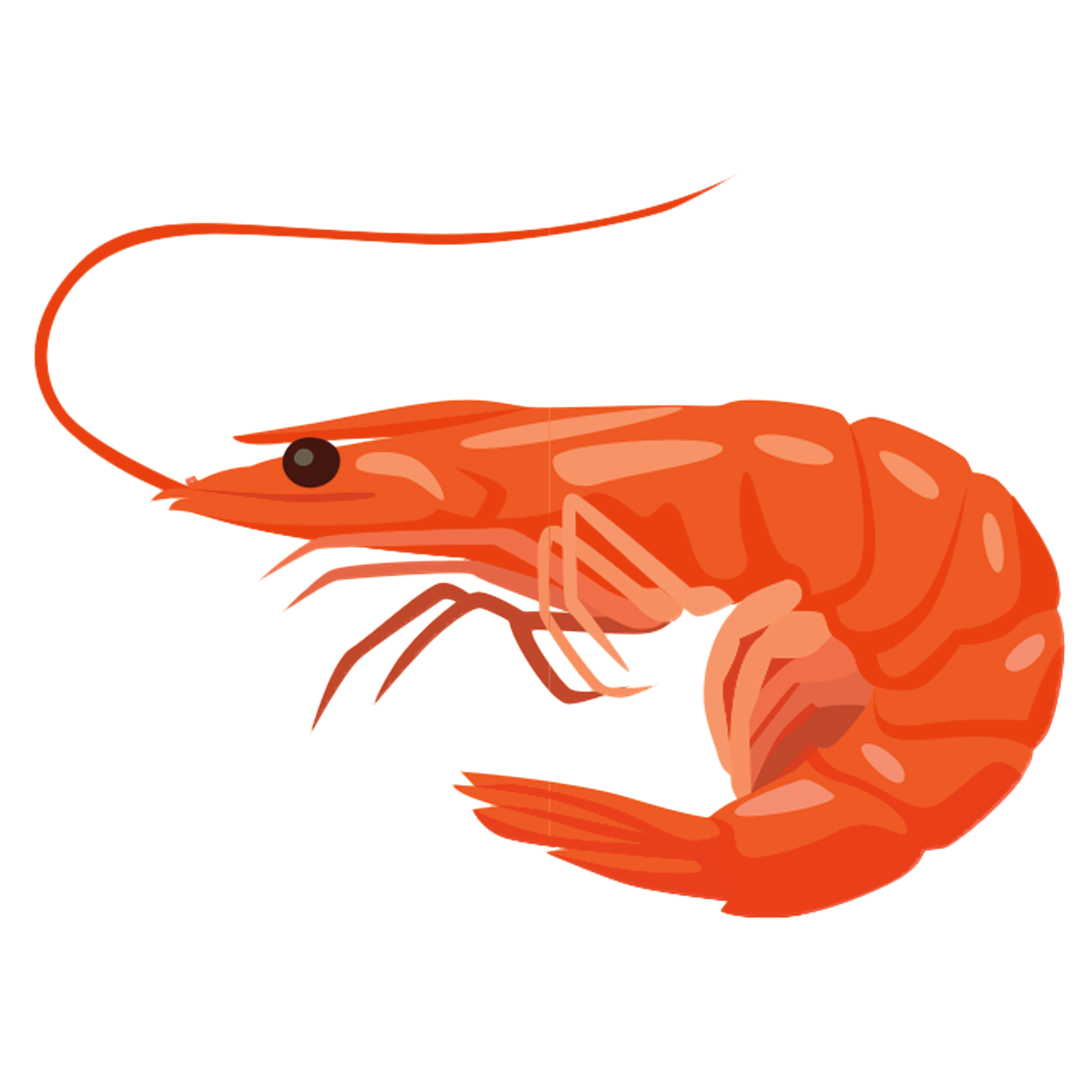 shrimp-TH.png