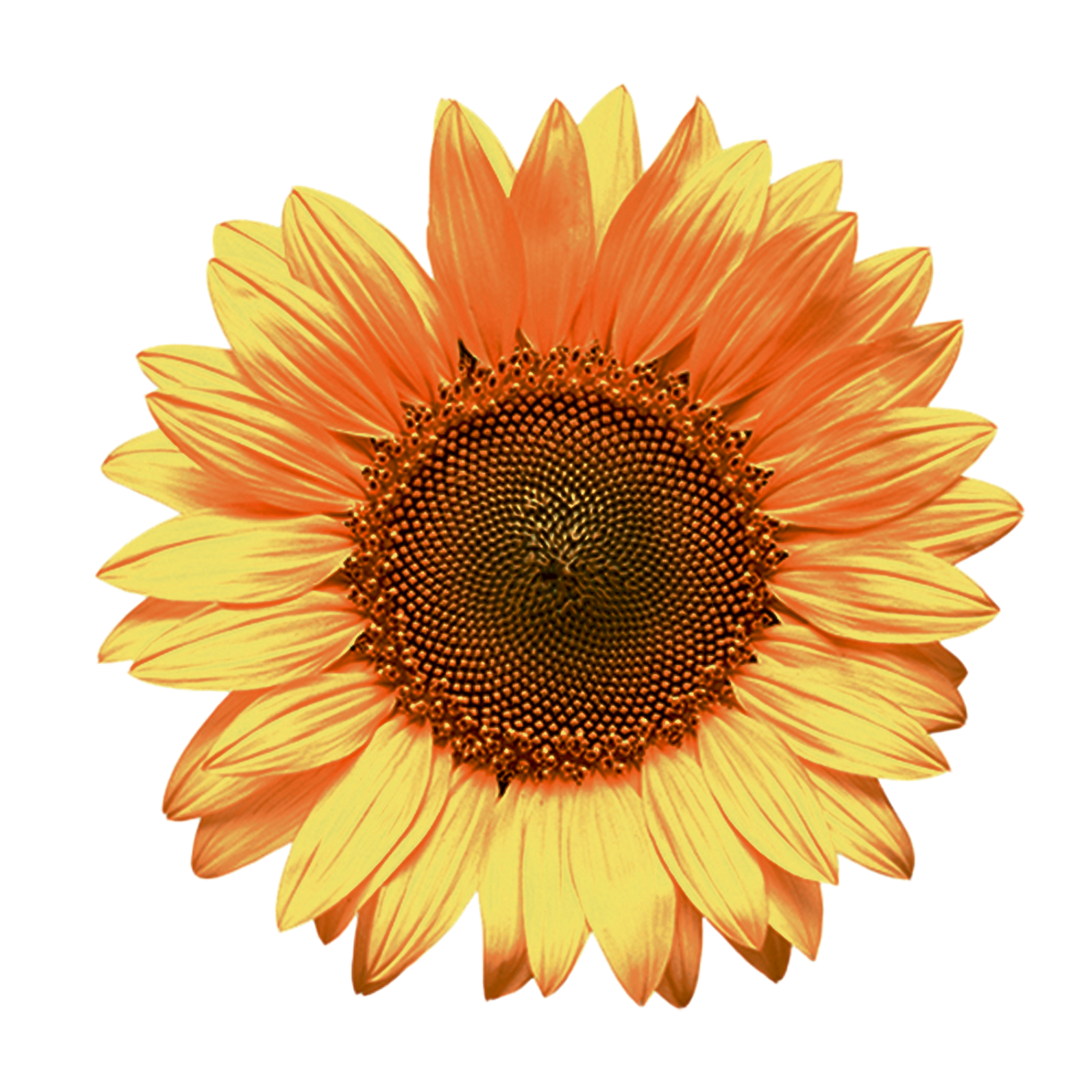 sunflowers-TH.png