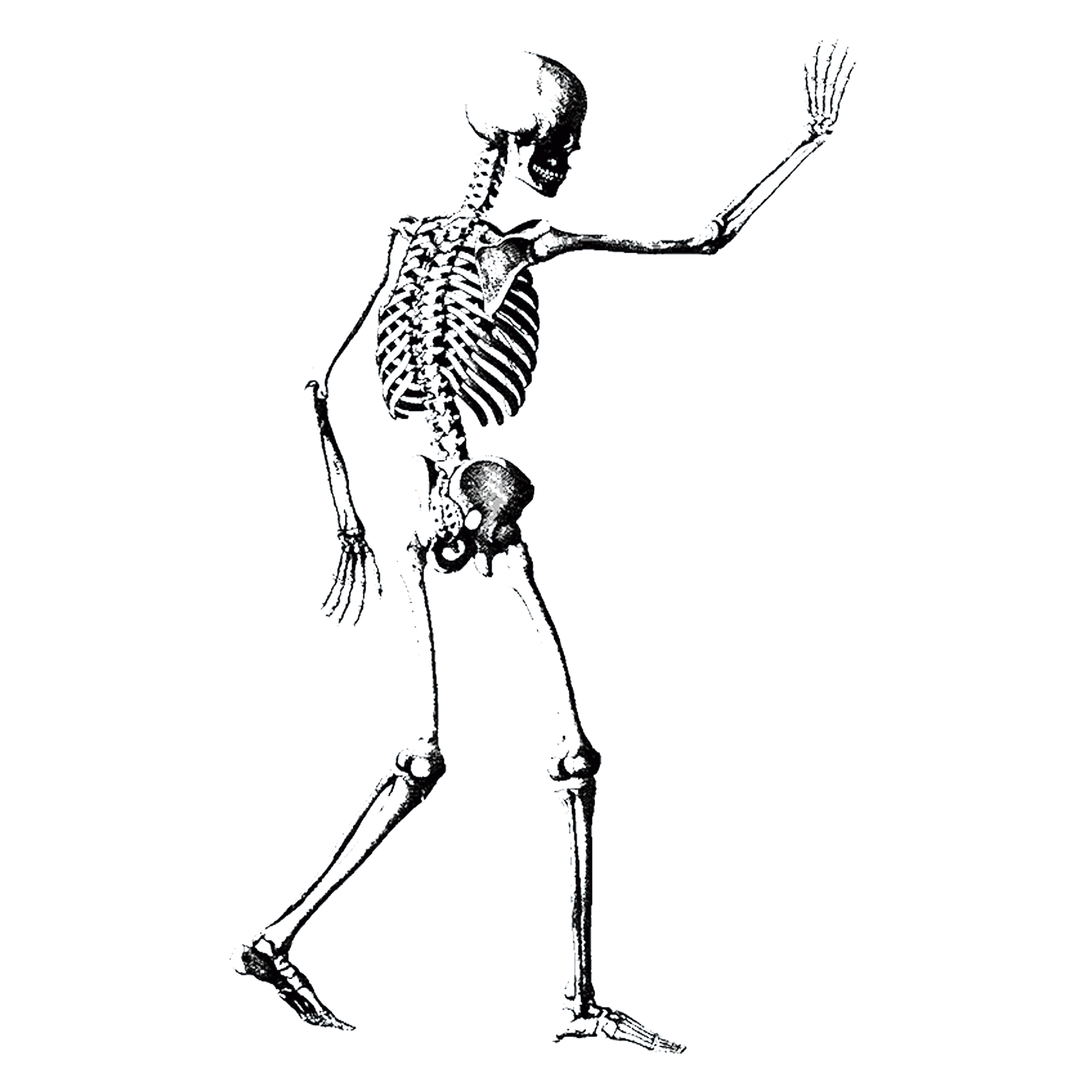 skeleton-walking-TH.png