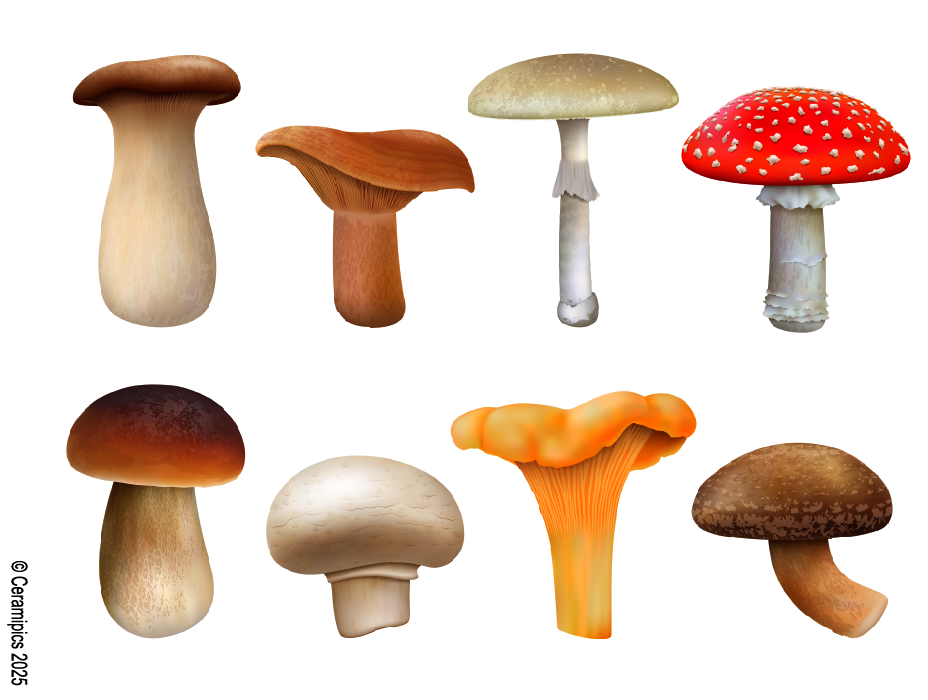 Color Mushrooms