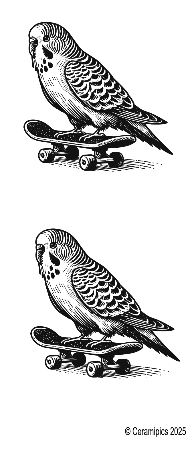 Skating Budgie.png
