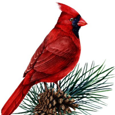 Cardinal%252Bon%252BPinecones.png