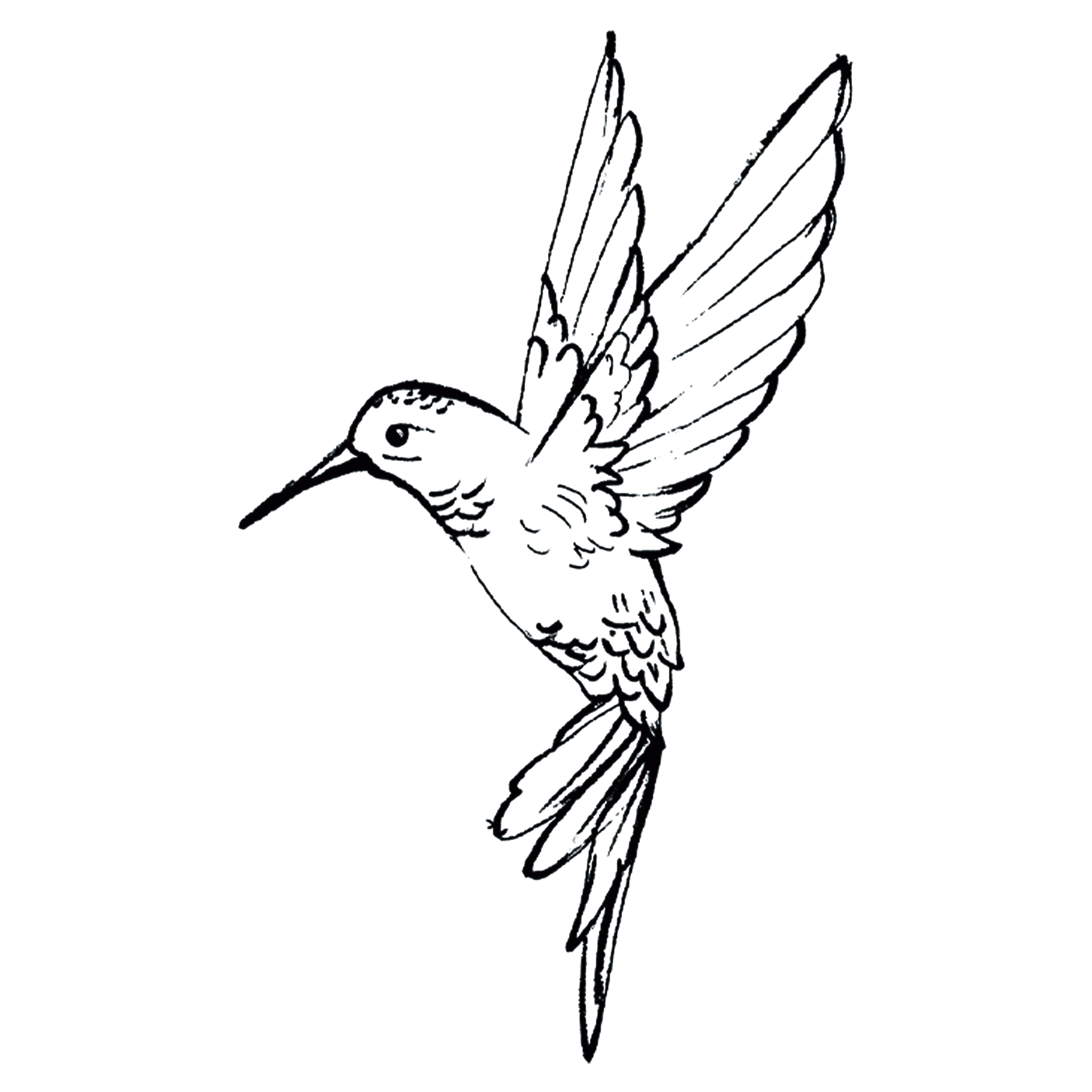 hummingbird-TH.png