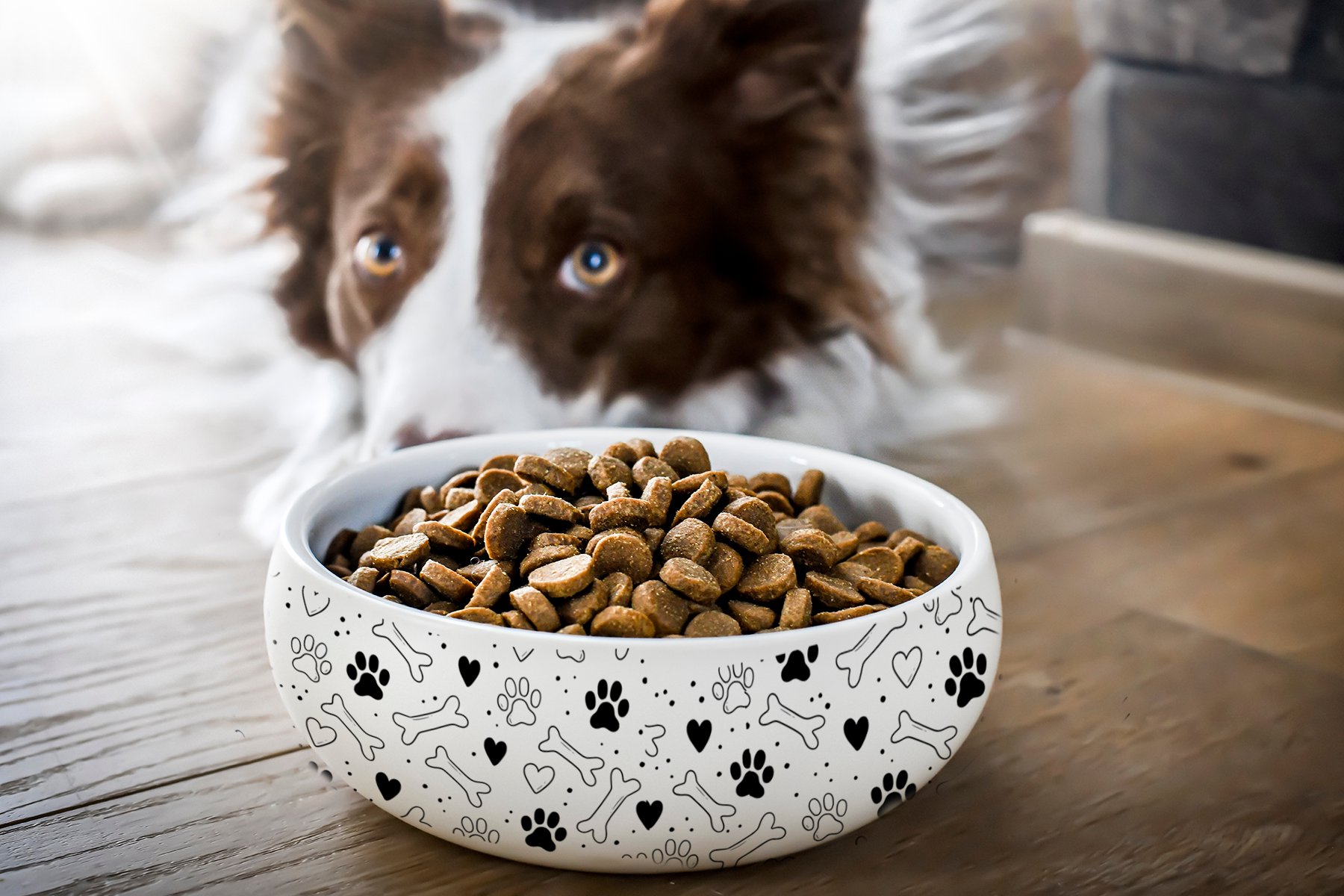 Dog and Bowl.png