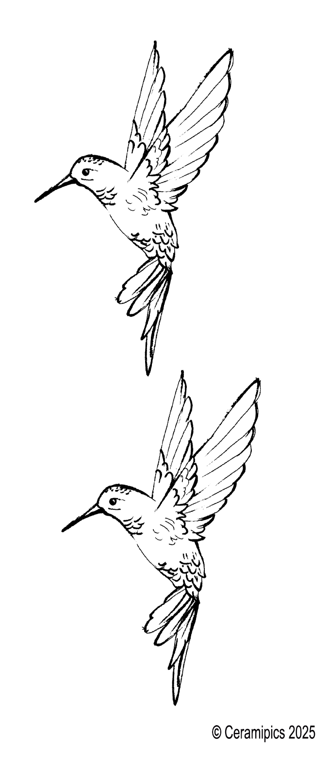 Hummingbird.png