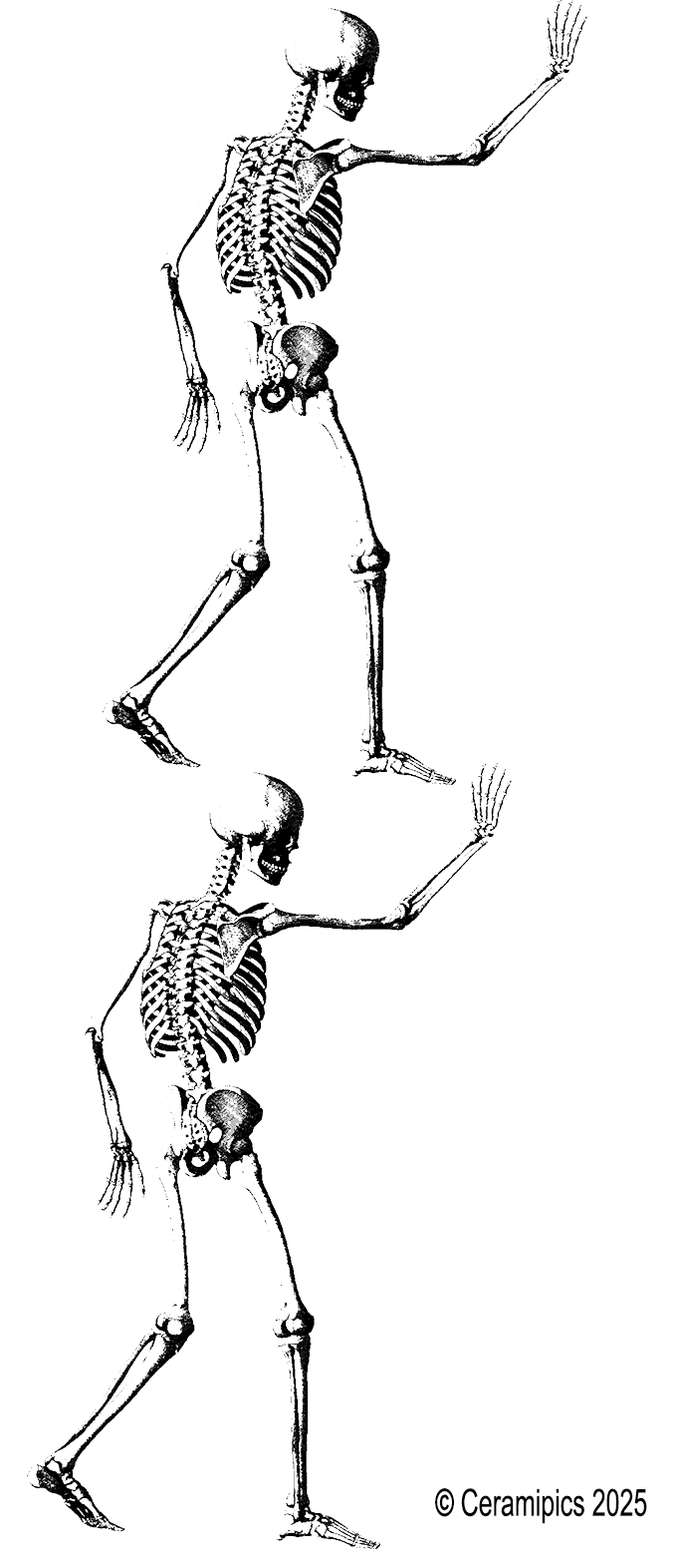 Skeleton walking.png