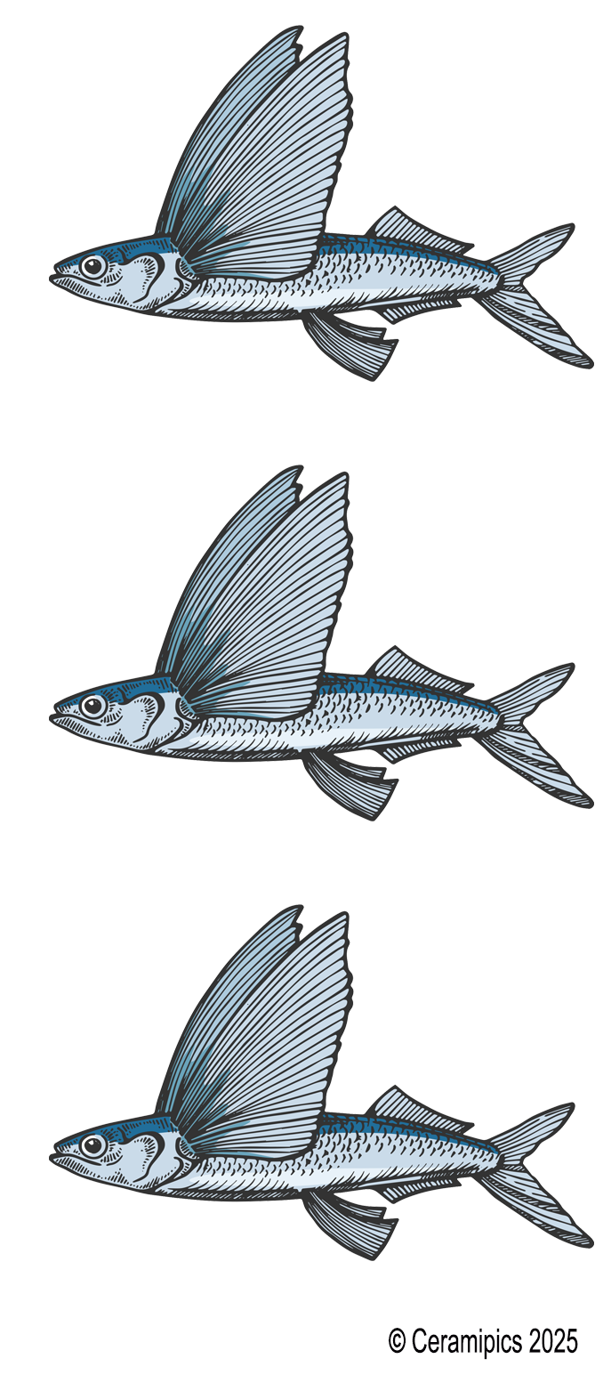 Flying Fish.png