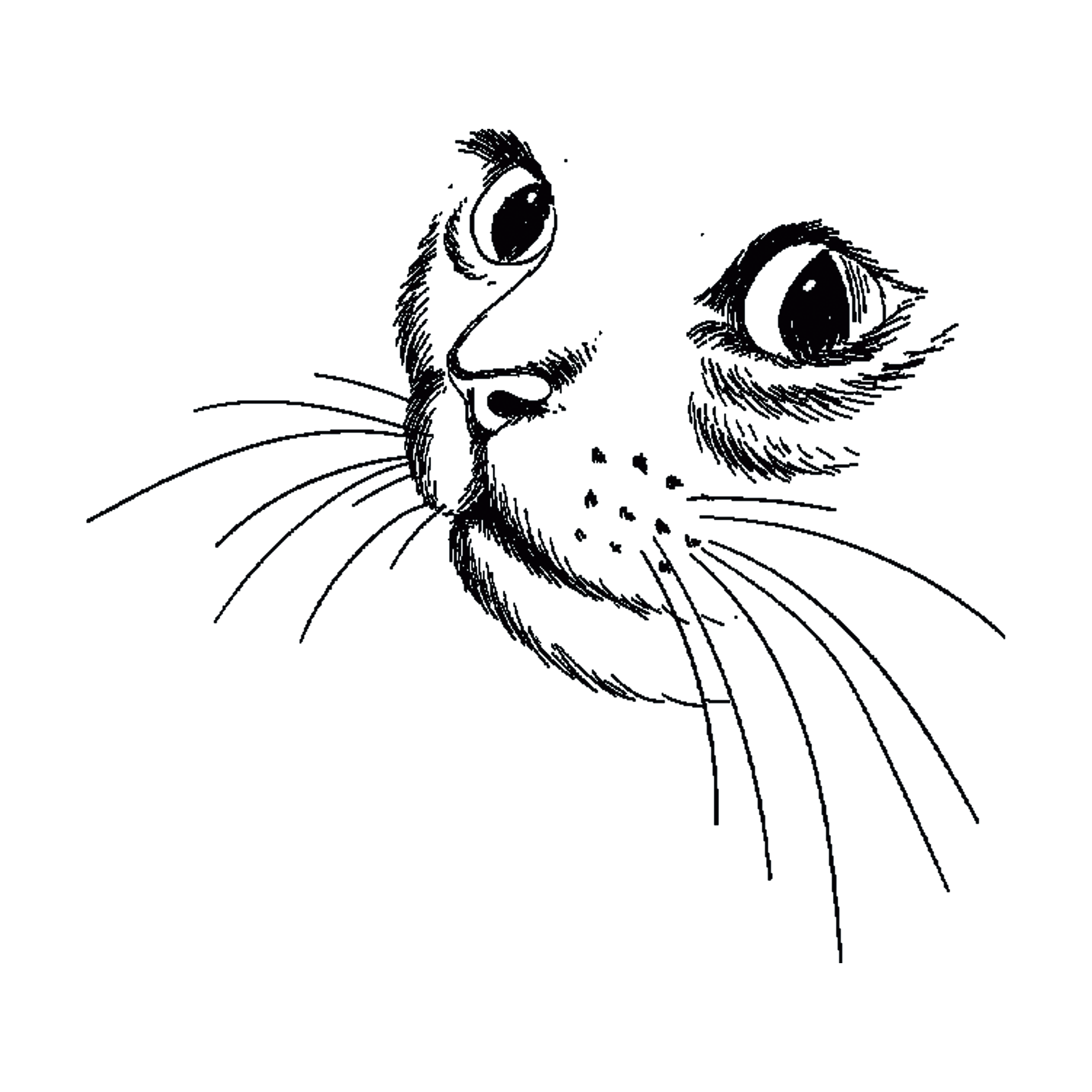 kitty-face-TH.png