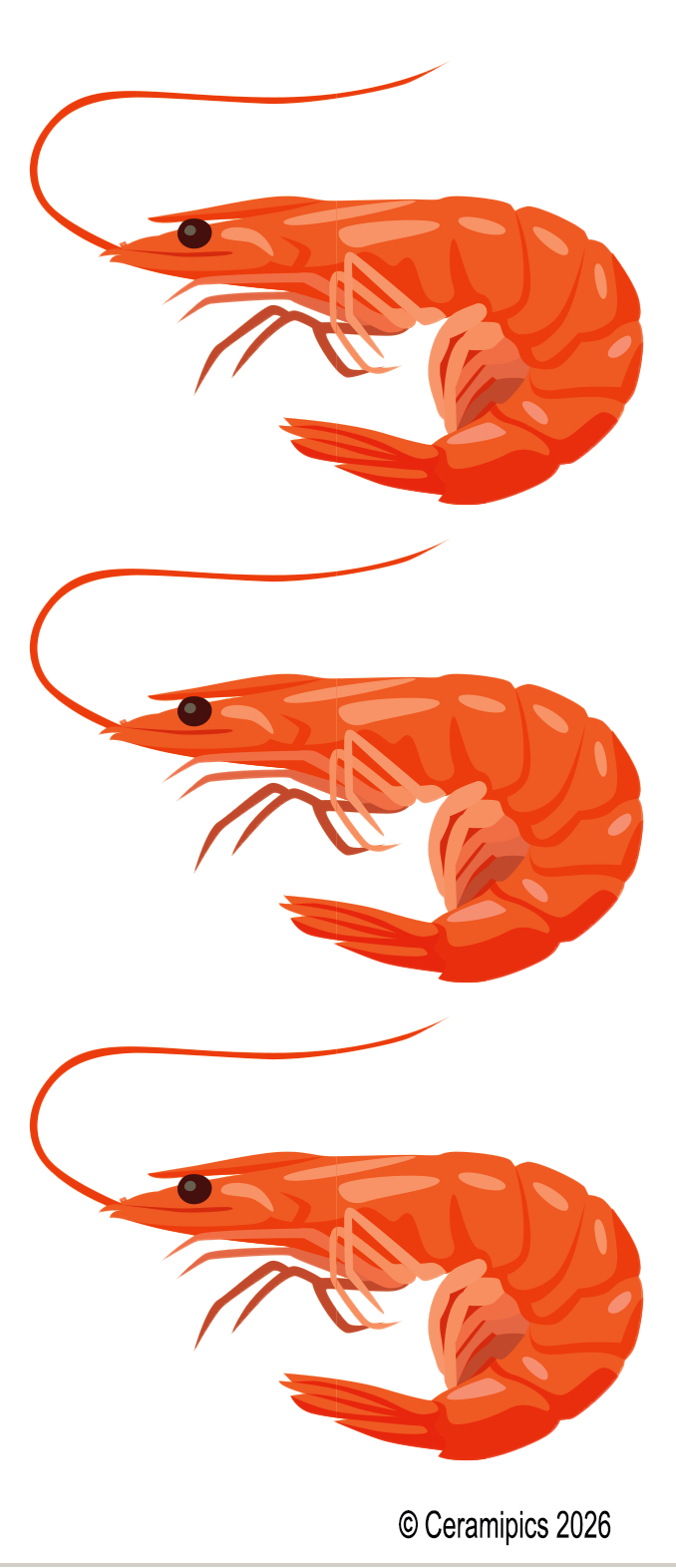 Shrimp.png