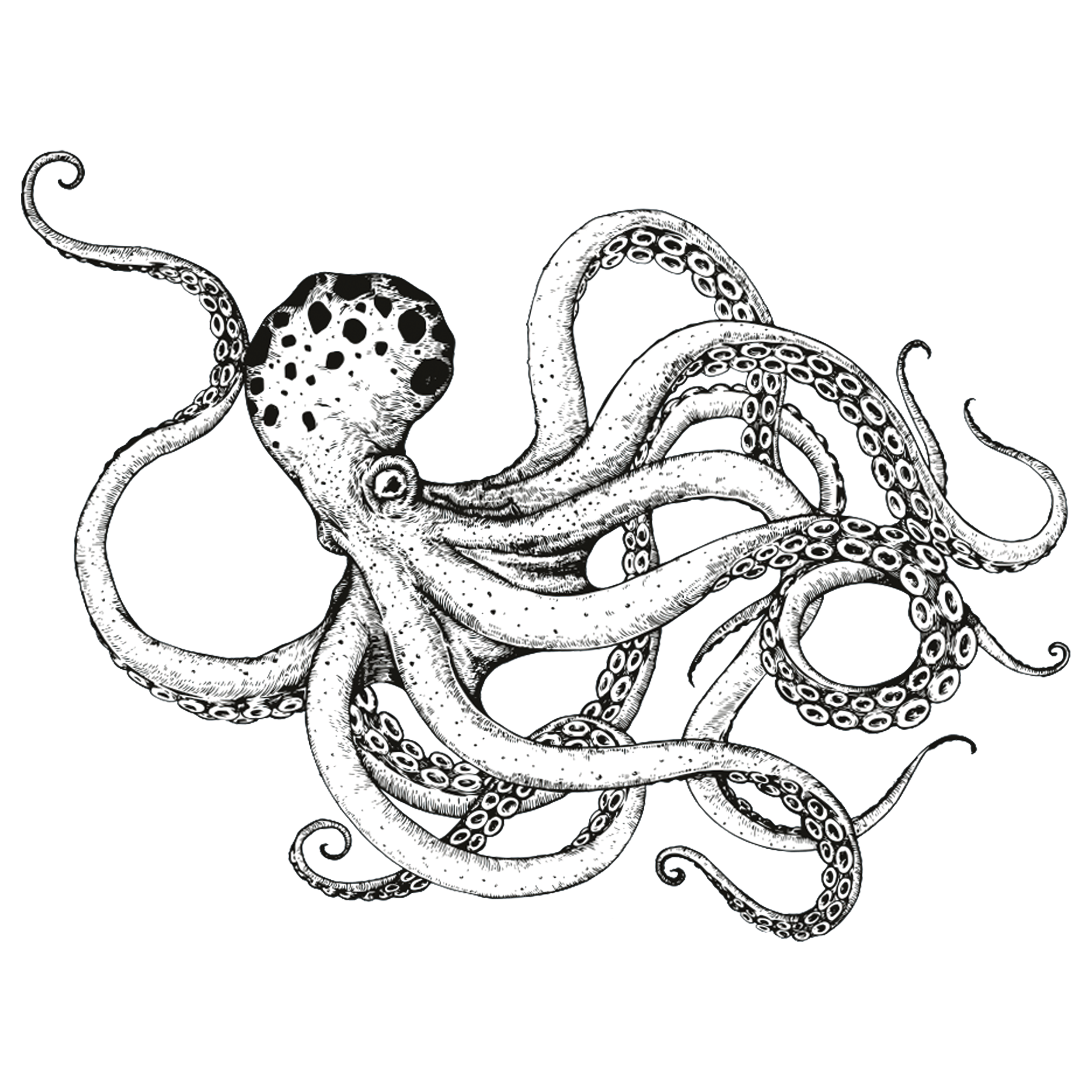 octopi-TH.png
