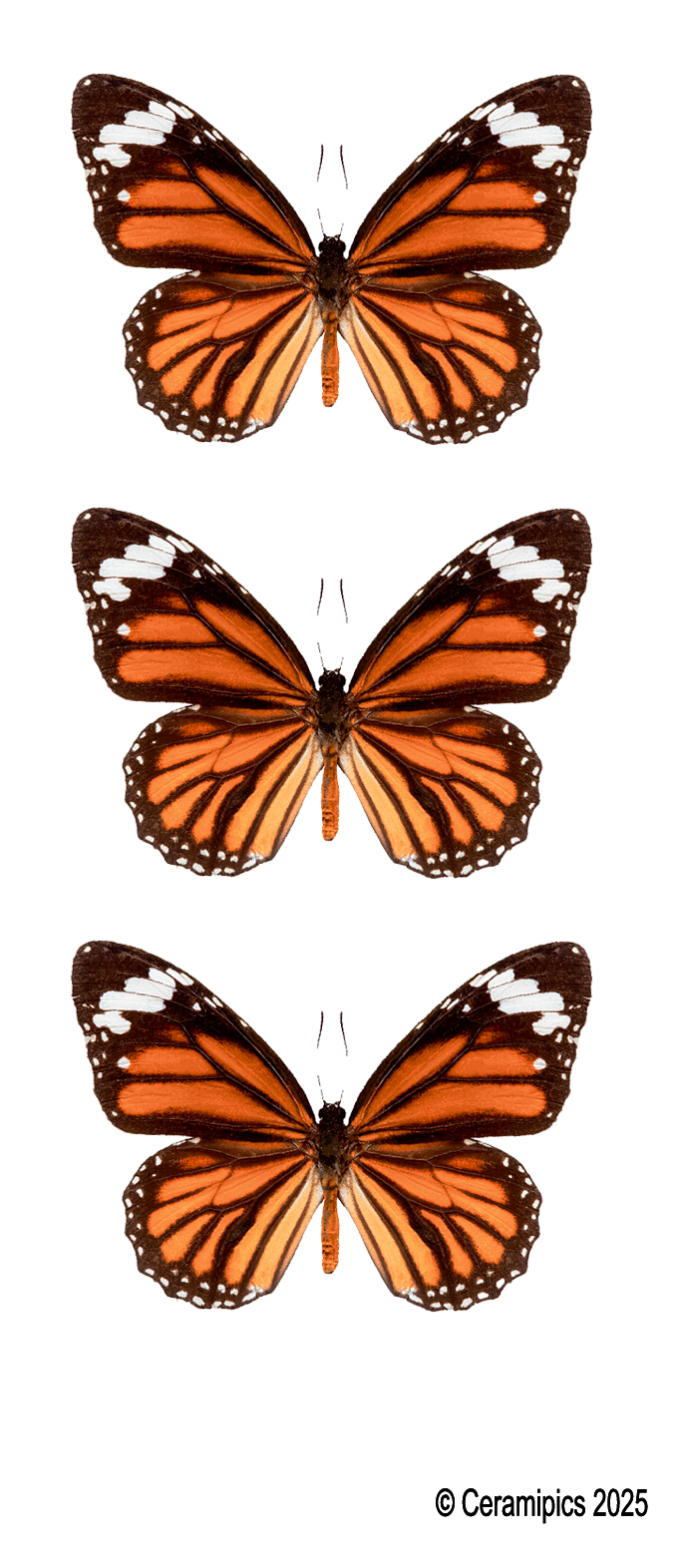Monarch Butterfly.png