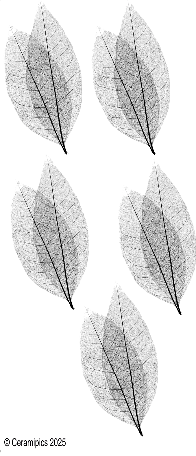 Leaf Skeletons.png