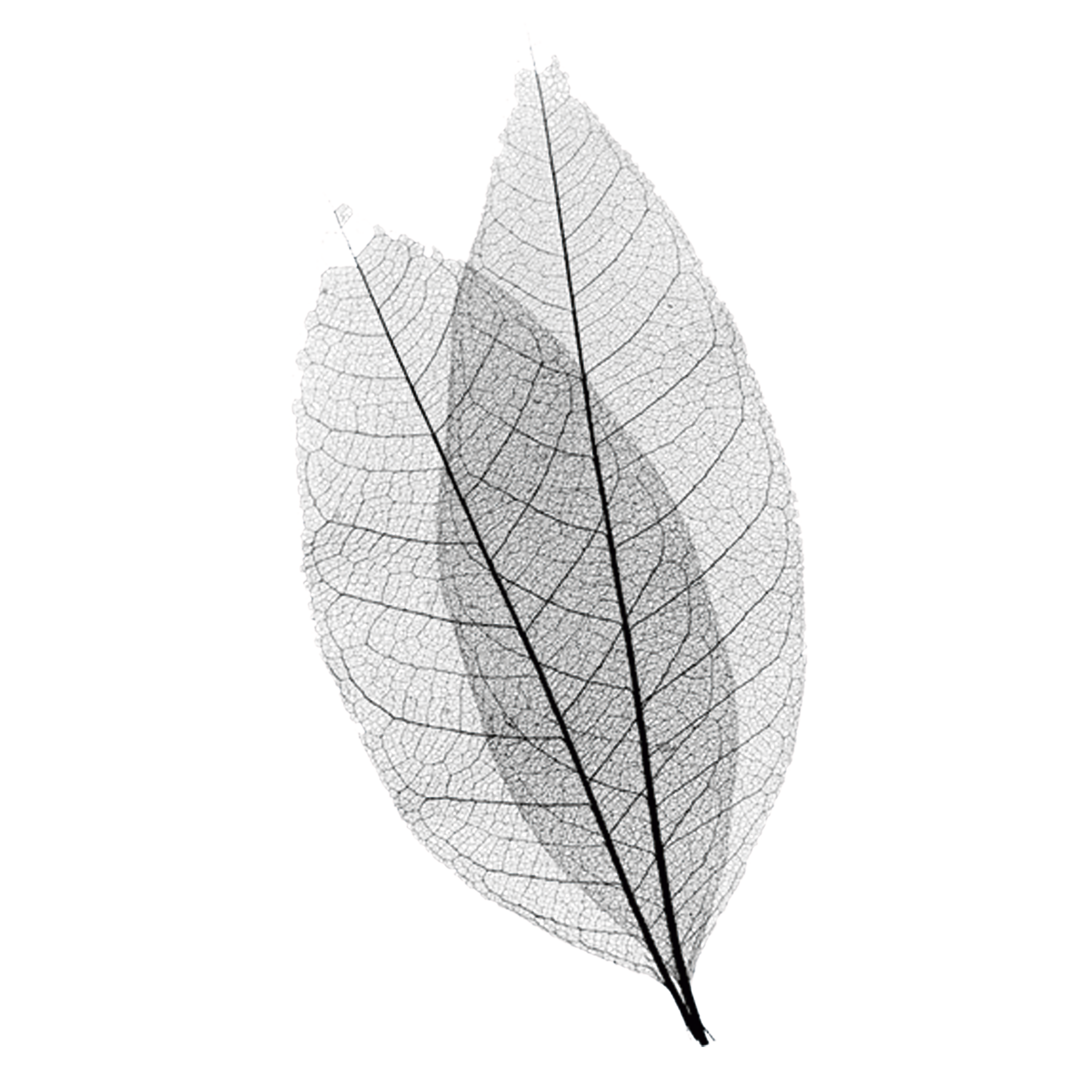 leaf-skeletons-TH.png