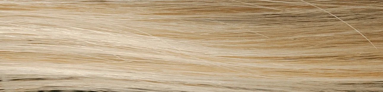 Close-up image of a strand of blonde hair.