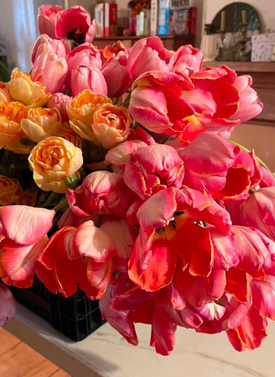 Winter Tulip Flower Club