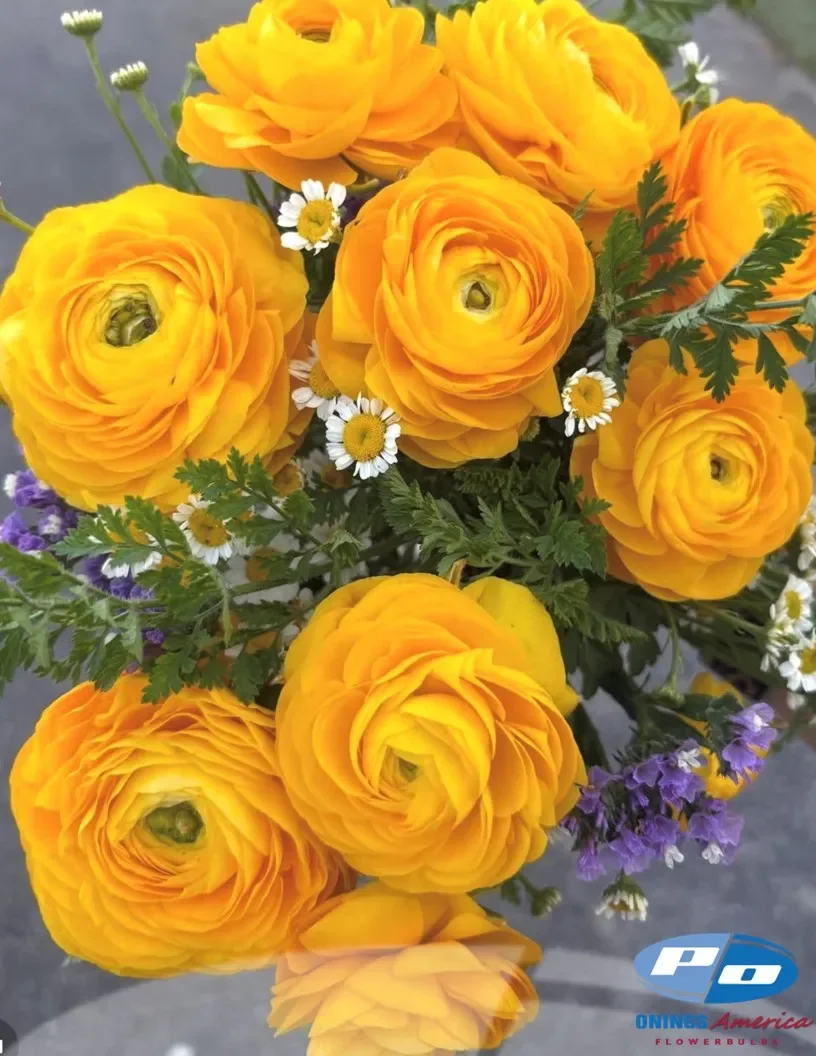 04_giallo.webp