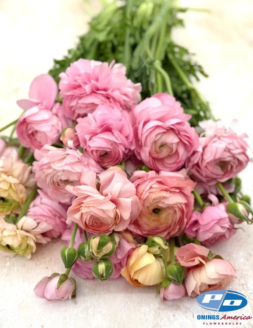 08_pastello_127-00.webp