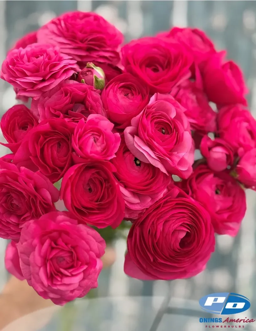 06_hot_pink_ciclamino_722-12.webp