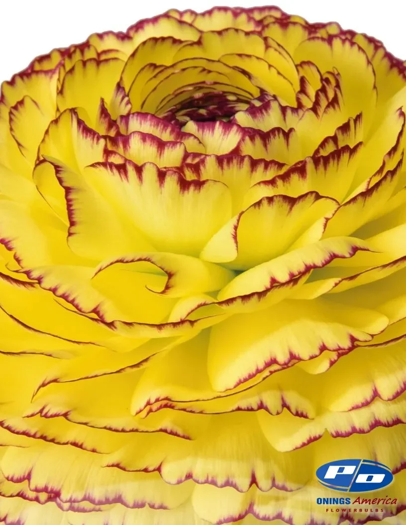 05_giallo_striato.webp