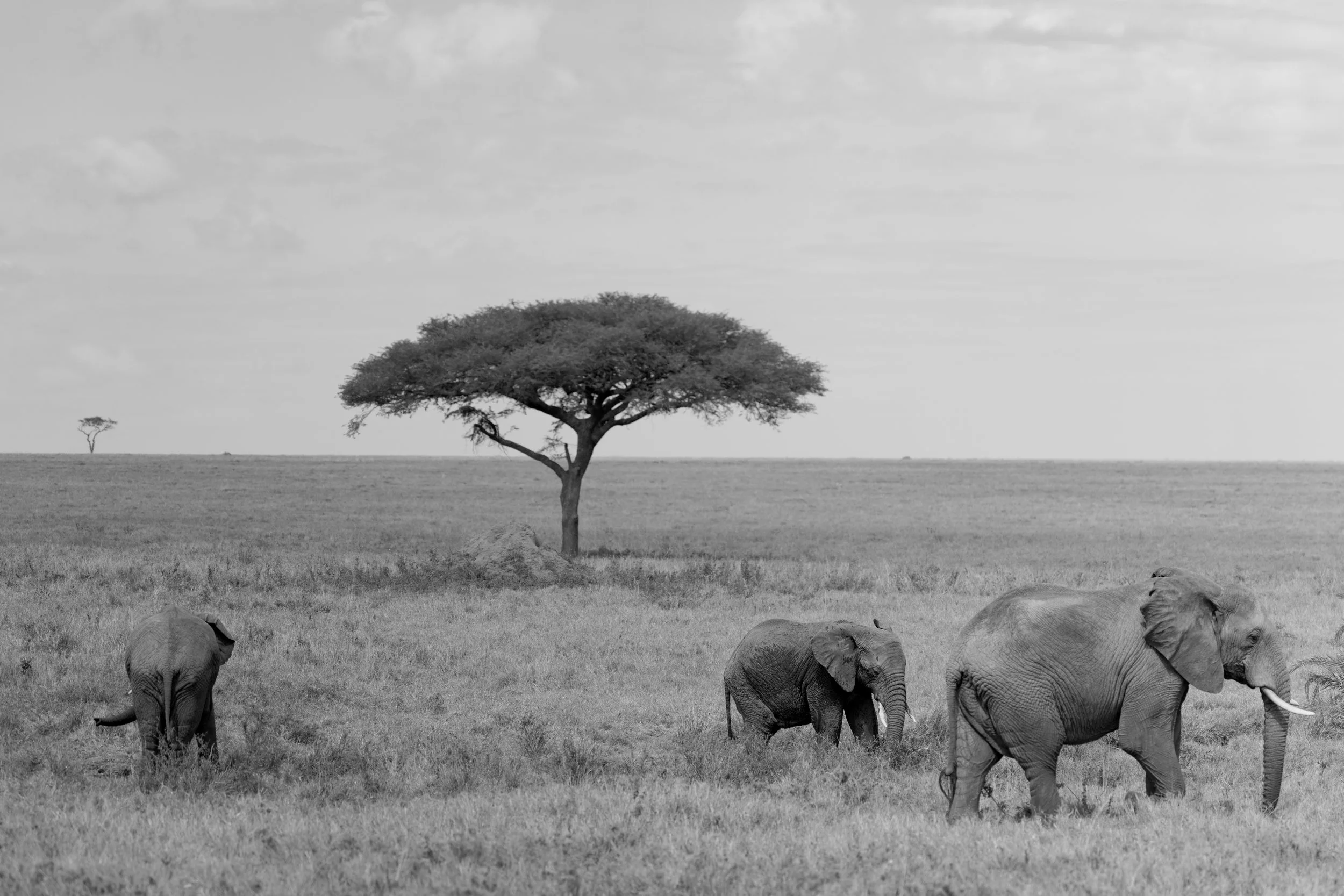 Tembo na Mti wa Mwavuli | Inner Sanctum, Serengeti