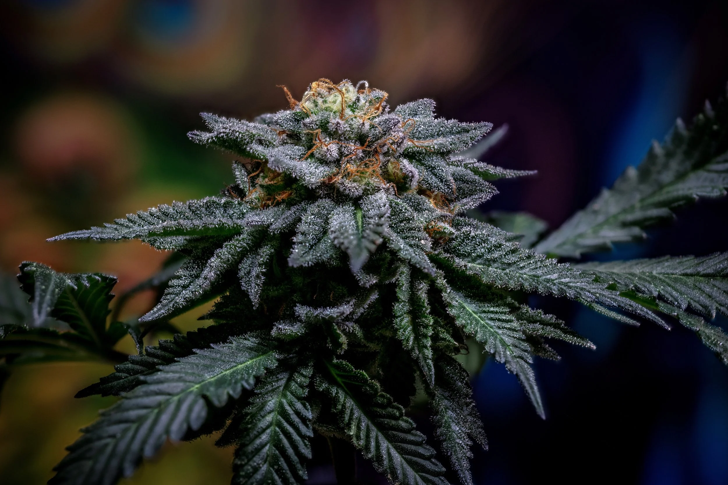 Purple Kush "Stoney don't share cut"