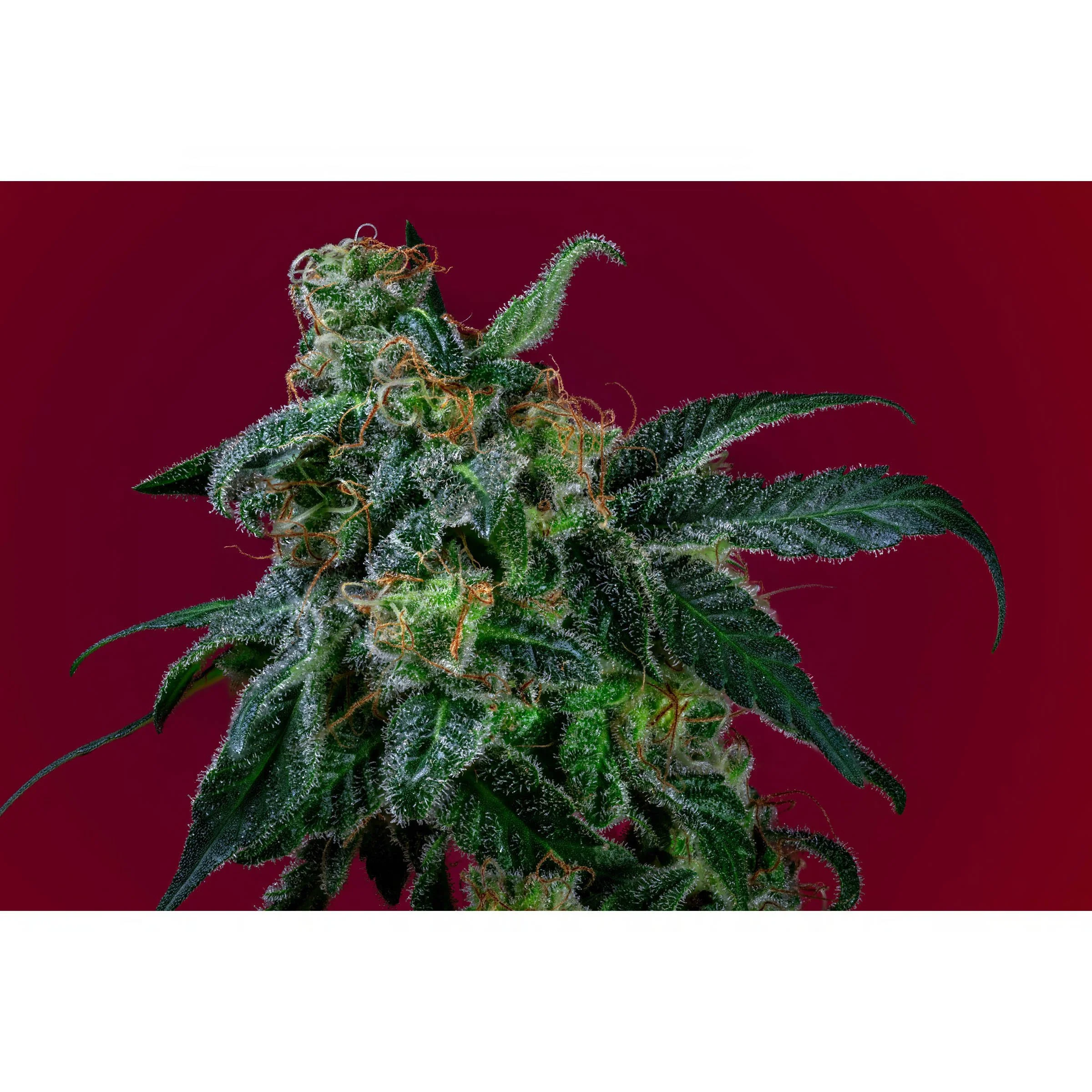 Close-up of a cannabis plant with frosty trichomes and orange hairs against a red background.