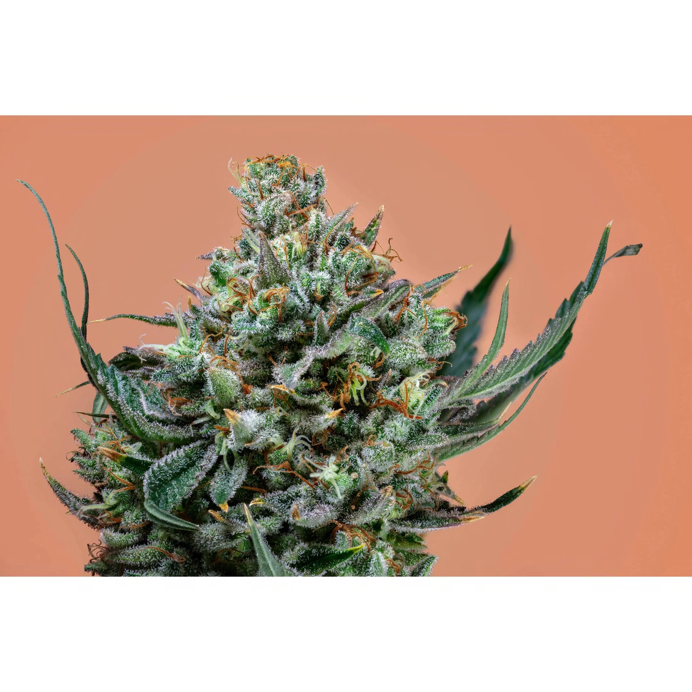 Close-up of a cannabis plant with dense, frosty buds and green leaves against a peach-colored background.
