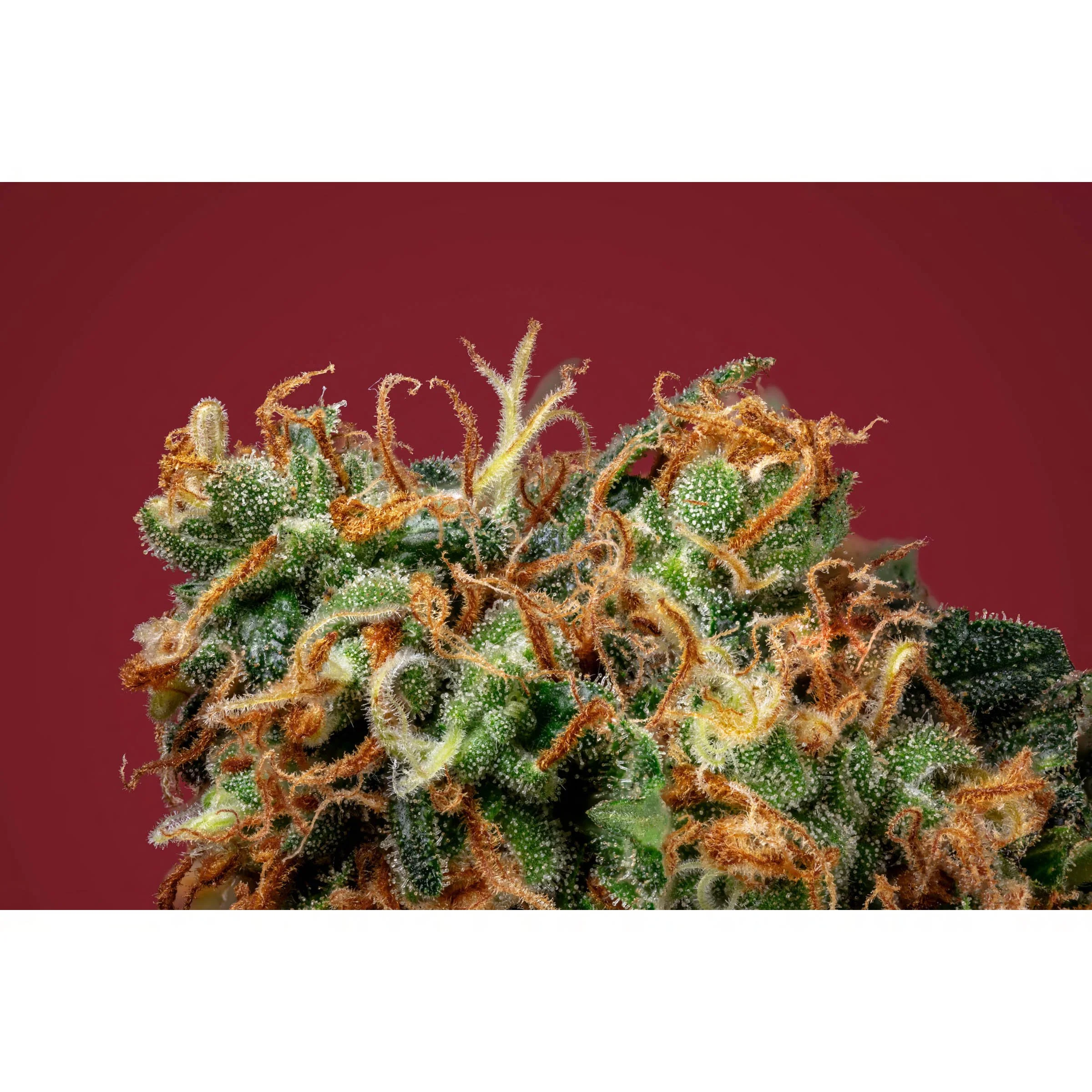 Close-up of a cannabis bud with trichomes and orange pistils against a red background.
