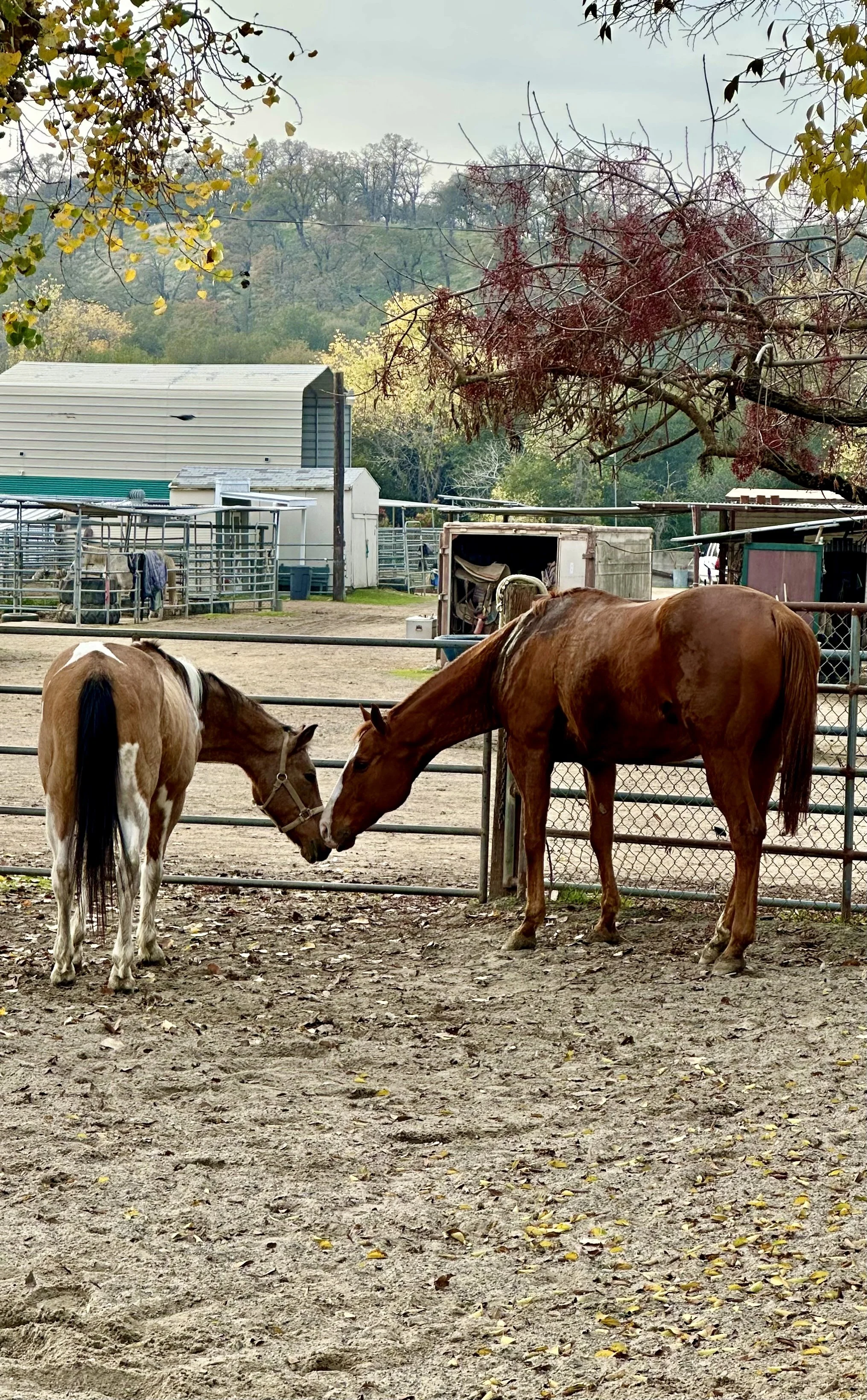 Website Design & Setup