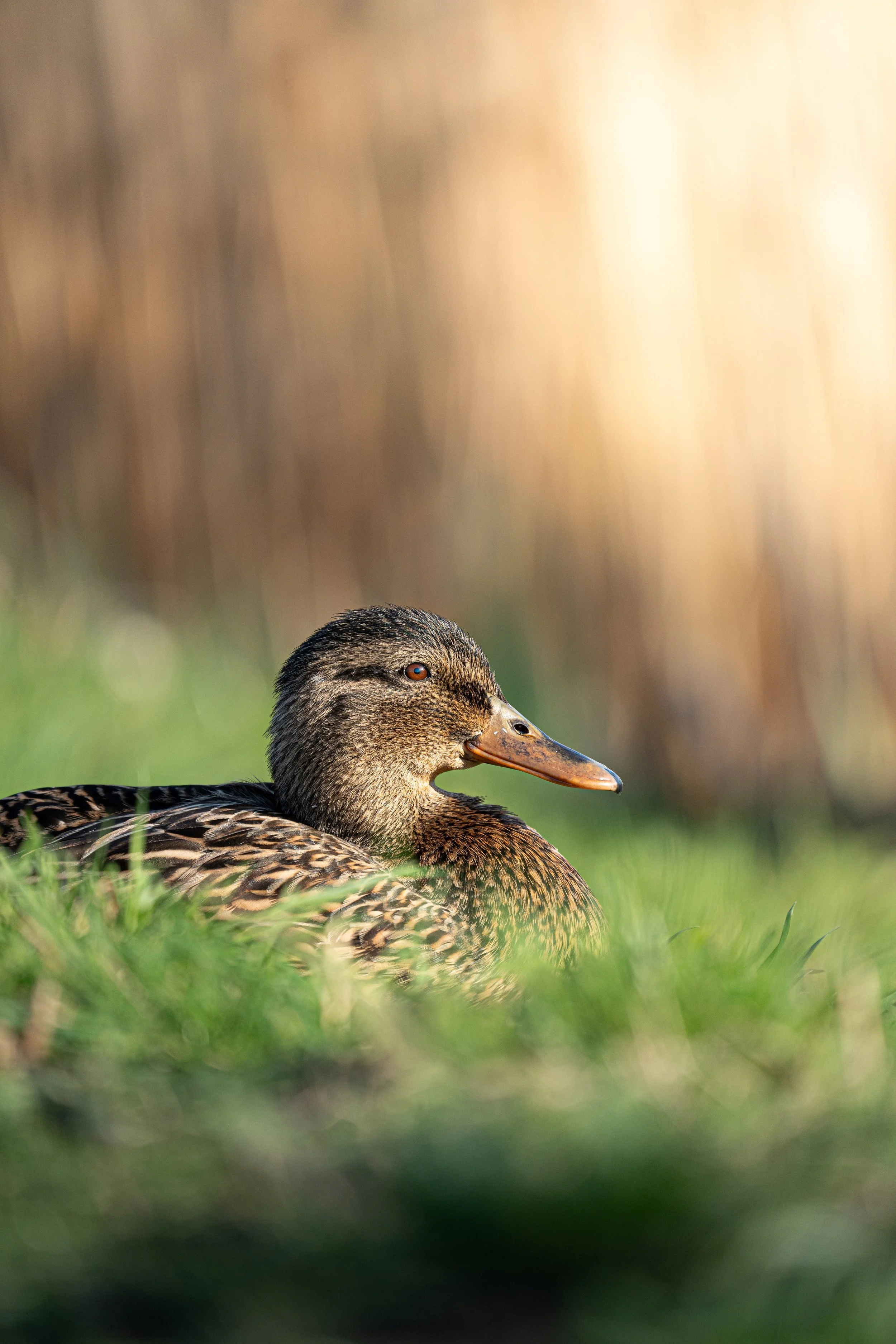 ISO 400 600mm F6.3 1-640sec.JPG