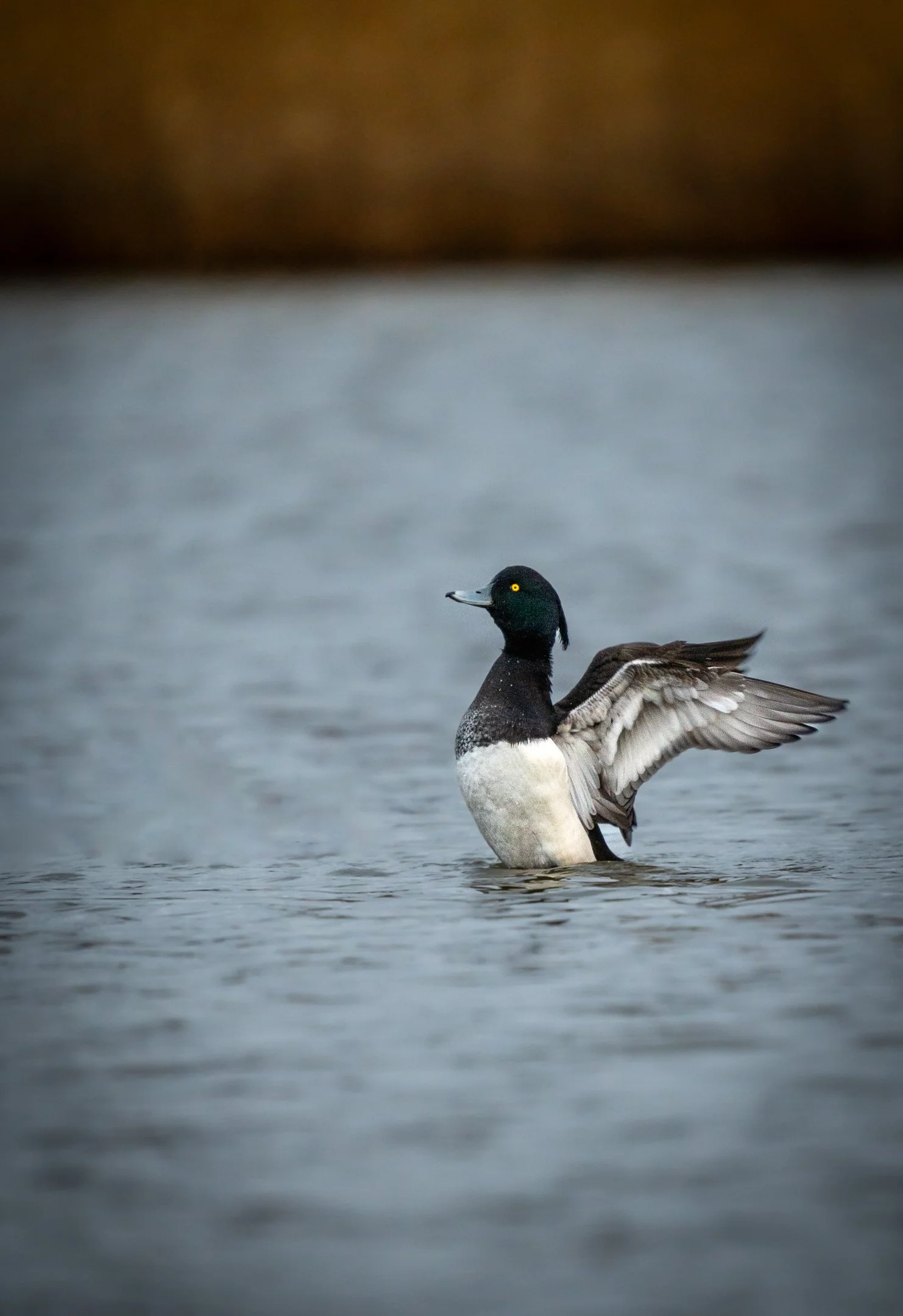 ISO 2500 600mm F6.3 1-100sec.jpg