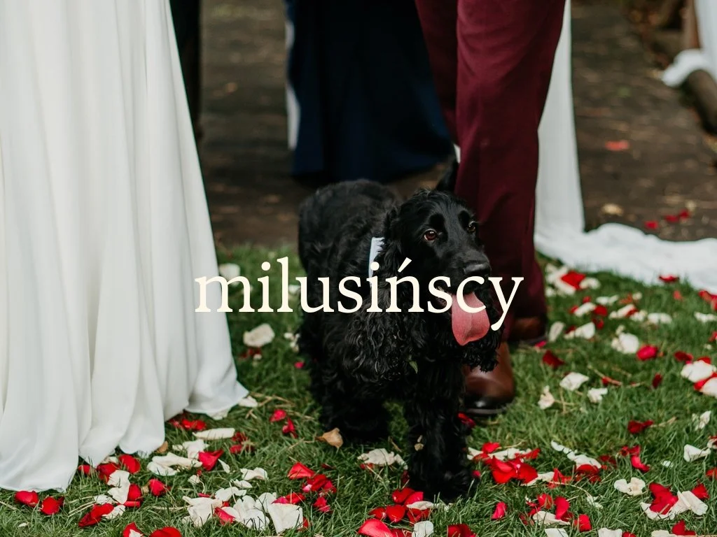 Black dog with tongue out walking among red and white flower petals on grass, wedding scene with white drapery and people in formal attire