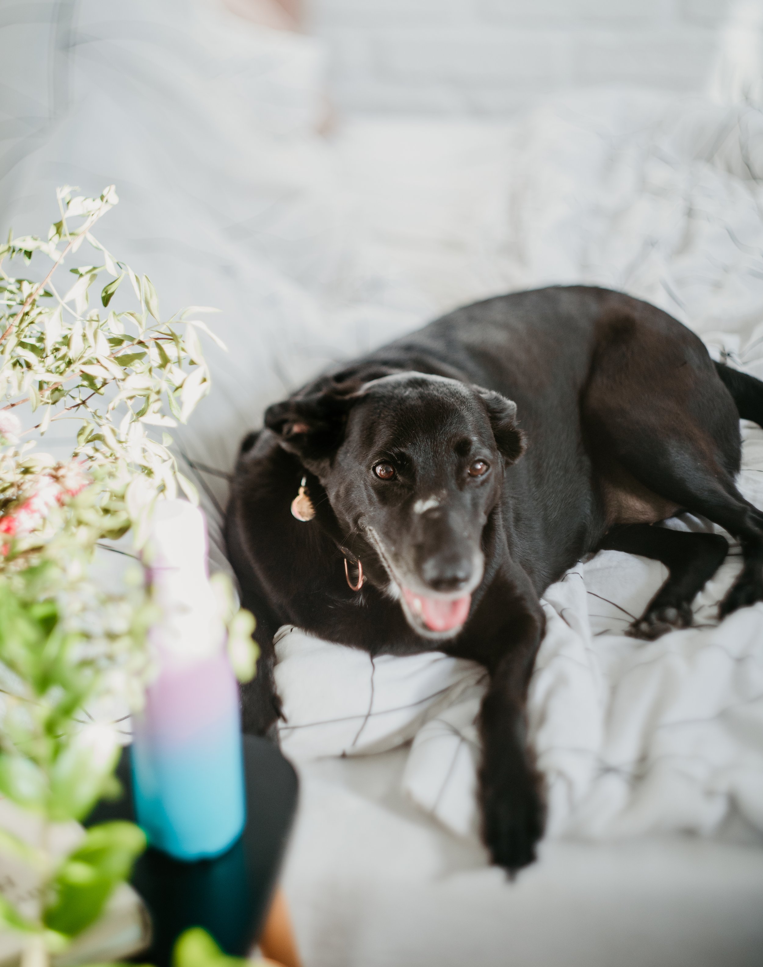 A black dog lying on a bed with a white and black striped blanket, looking at the camera with an open mouth, surrounded by flowers and colorful decorations.